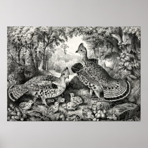 Familjen Lycklig - Ruffed Grouse and Young - 1866 Poster