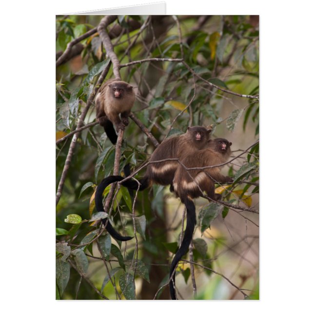 Familjen Marmoset Monkey Hälsningskort (Framsidan)