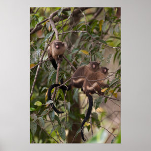 Familjen Marmoset Monkey Poster