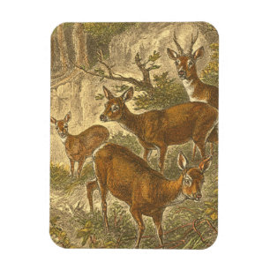 Familjen Roe - Deers in a Forest Magnet