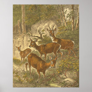 Familjen Roe - Deers in a Forest Poster