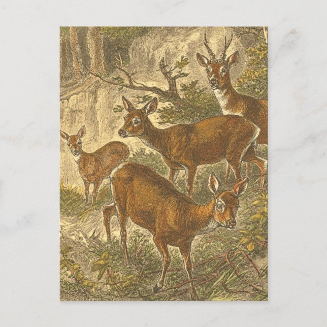 Familjen Roe - Deers in a Forest Vykort (Framsida)