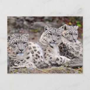 Familjen Svarta vita leoparder Vykort