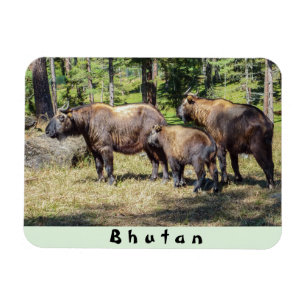 Familjen Takin, det nationella djuret i Bhutan, As Magnet