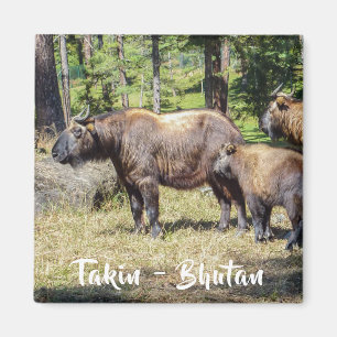 Familjen Takin, det nationella djuret i Bhutan, As Magnet