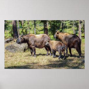 Familjen Takin, det nationella djuret i Bhutan, As Poster