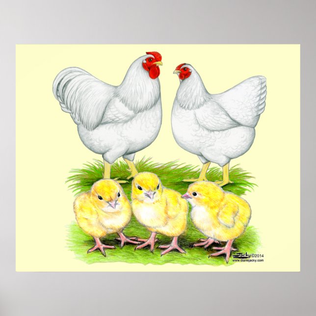 Familjen Wyandotte White Chicken Poster (Framsidan)
