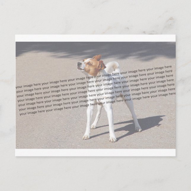 Familjepet Photo Vykort (Framsida)