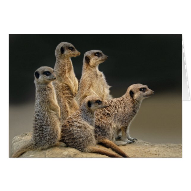 Familjporträttkort Hälsningskort (Framsidan Horizontal)