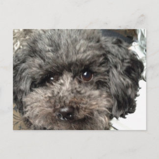 Family Hund-vykort Vykort