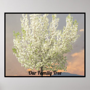 Family Träd White Blommars Träd Photo   Solnedgång Poster