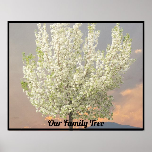 Family Träd White Blommars Träd Photo | Solnedgång Poster (Framsidan)