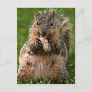 Famous Fox Squirrel Vykort
