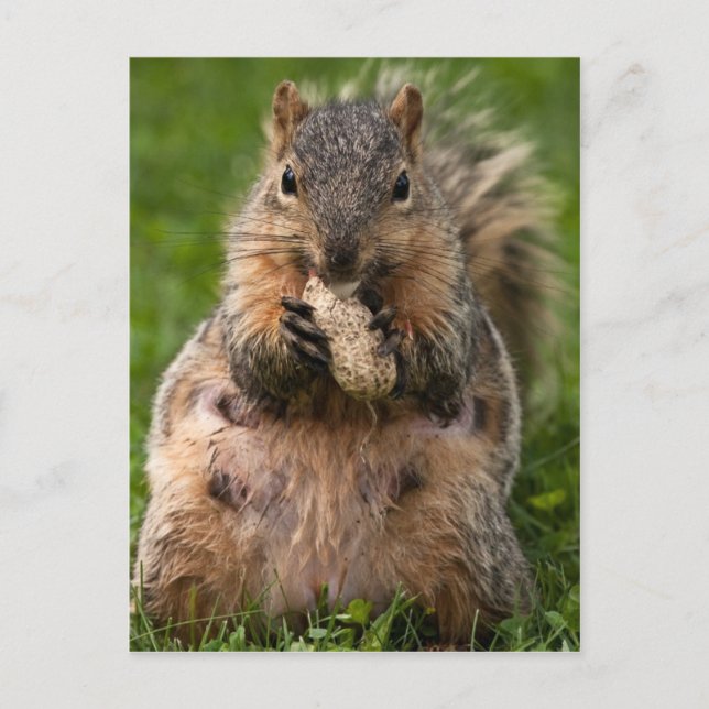 Famous Fox Squirrel Vykort (Framsida)