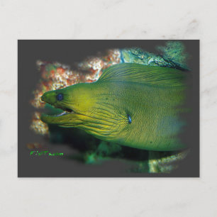 Famouse Grönt Moray Eel Vykort