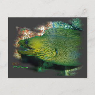 Famouse Grönt Moray Eel Vykort