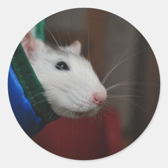 Fancy rat runt klistermärke