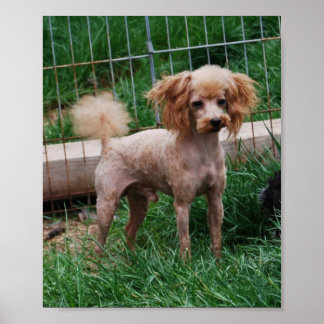 Fancy Red Apricot Toy poodle boy Poster