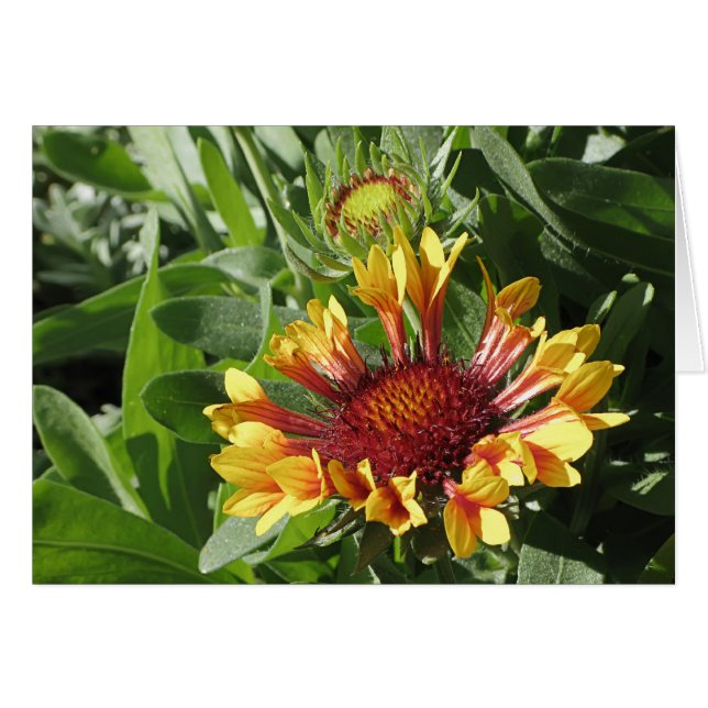 Fanfare Blanket Flower Hälsningskort (Framsidan Horizontal)