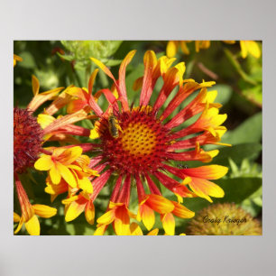 Fanfare Gaillardia - Anpassad Poster