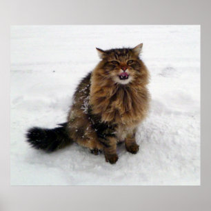 Fånga en snöflake poster