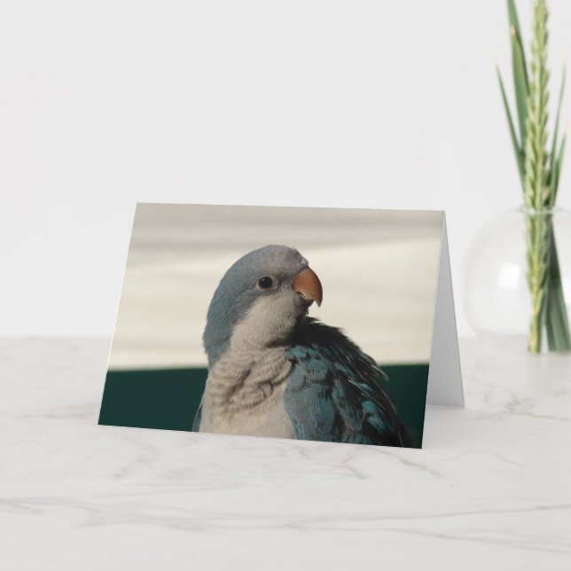 Fånga för kameran kort (Framsida)