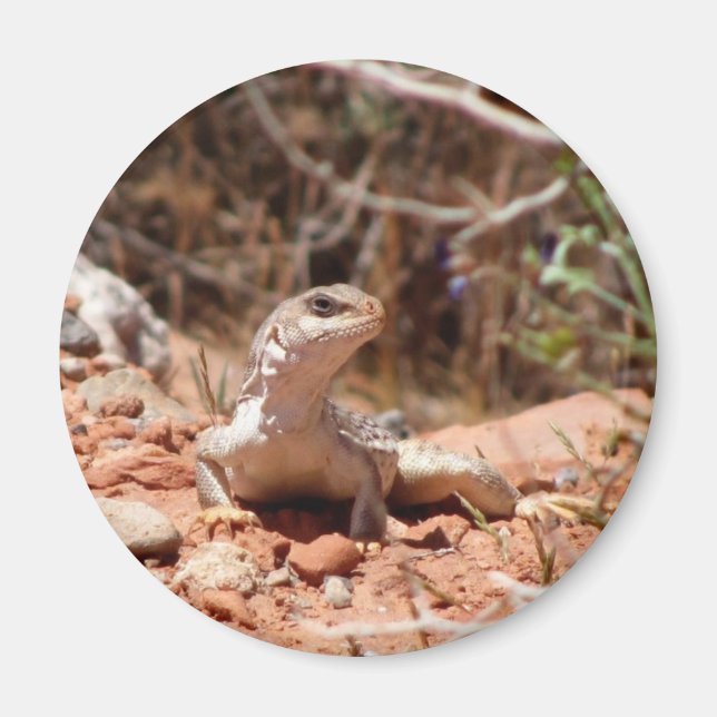 Fånga för kameran magnet (Framsidan)