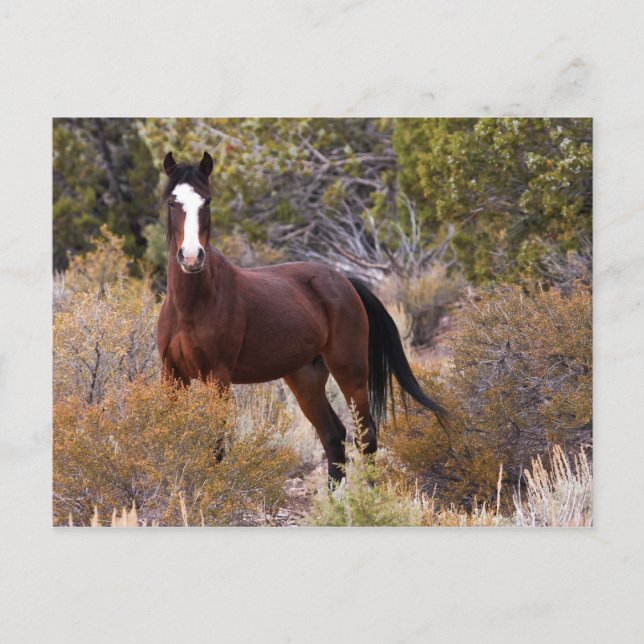 Fånga mig om du kan vykort (Framsida)