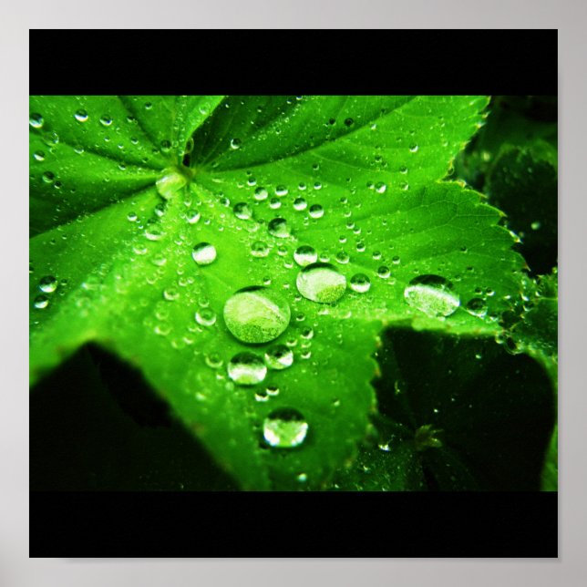 Fånga regnet poster (Framsidan)