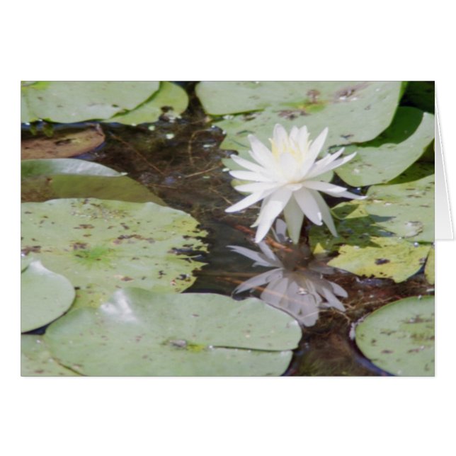 fånga strålar hälsningskort (Framsidan Horizontal)