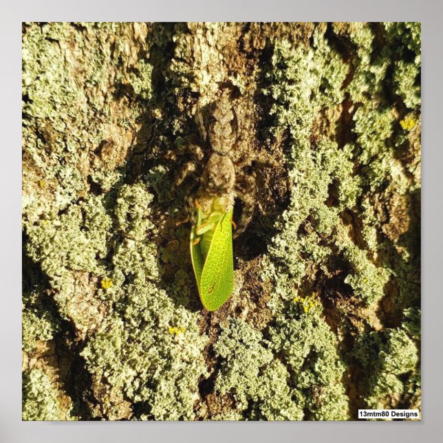 Fångad dvärgstrit - Affisch (Framsidan)