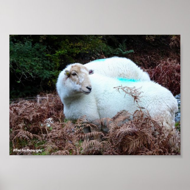 Fångad Tacka Som Tittar Poster (Framsidan)