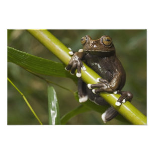 Fångad Tapichalaca Trädgroda Hyloscirtus Fototryck