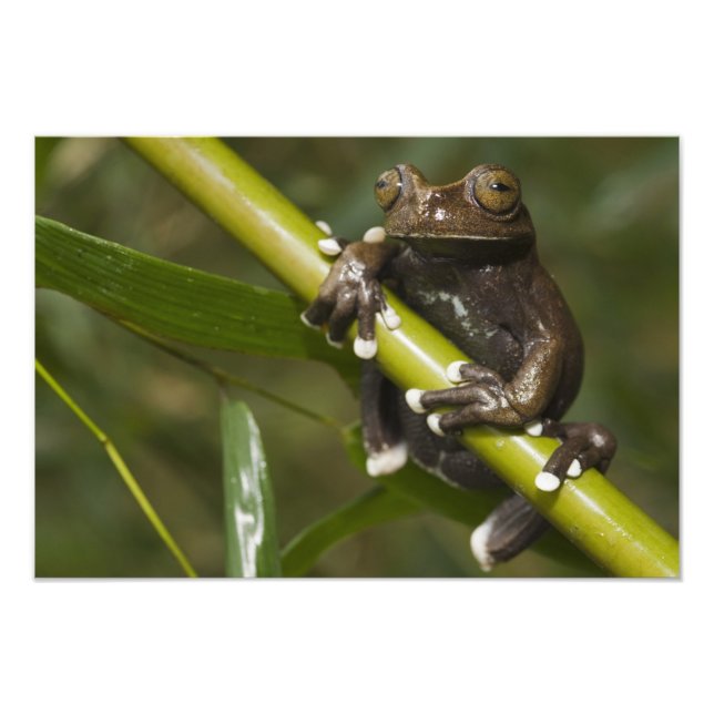 Fångad Tapichalaca Trädgroda Hyloscirtus Fototryck (Framsidan)