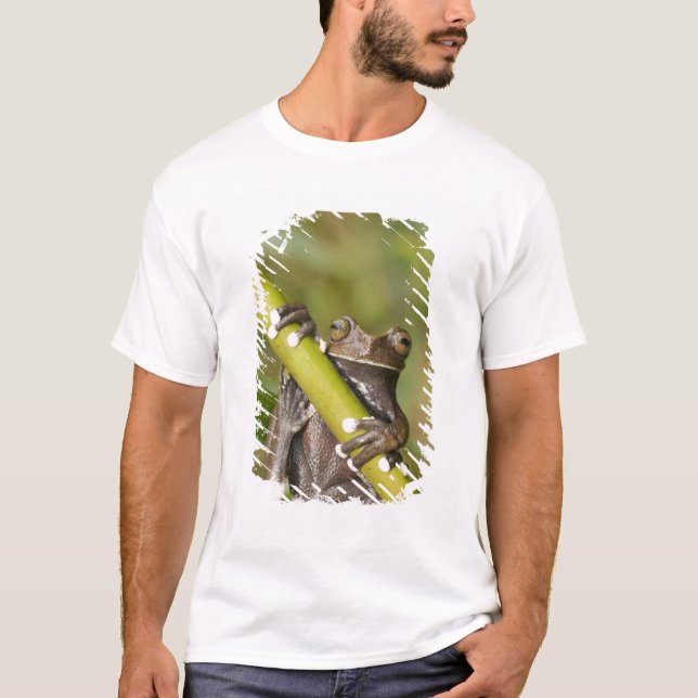 Fångad Tapichalaca Trädgroda Hyloscirtus Tee (Framsida)