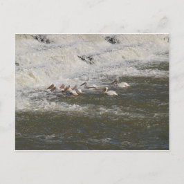 Fångar under spill way vykort