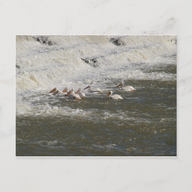 Fångar under spill way vykort (Framsida)