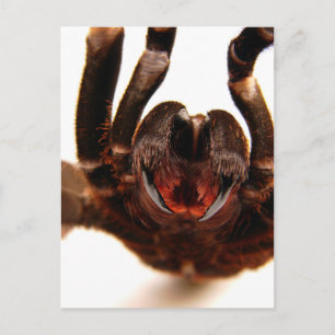 Fangs - Tarantula Art Bild 2 Vykort