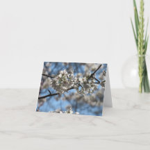 Fängslande körsbärsblomgrußkort