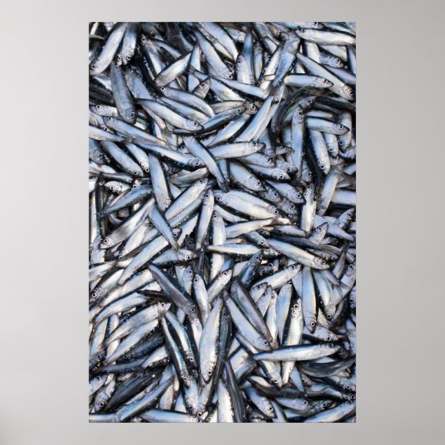 Fångst Poster (Framsidan)