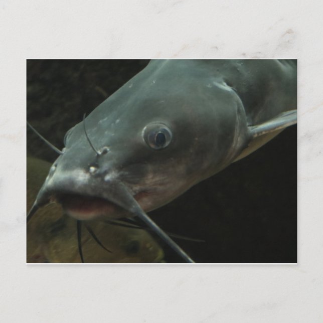 Fångst Vykort (Framsida)