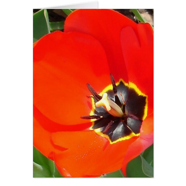 Fångststrålar Hälsningskort (Framsidan)