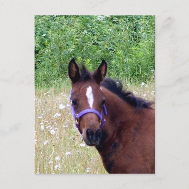 fånig1 vykort (Framsida)