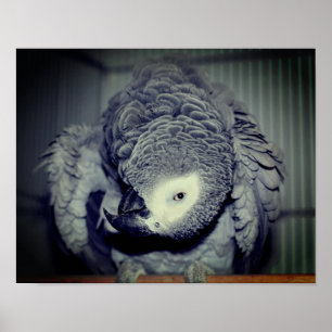 Fånig African Grått Parrot Poster