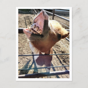 Fånig Ansikte vykort