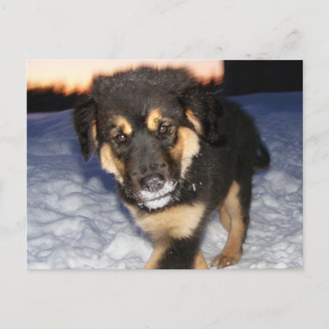 Fånig Ansikte vykort (Framsida)