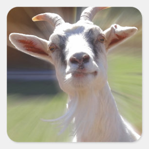 Fånig BillyGoat-foto Fyrkantigt Klistermärke