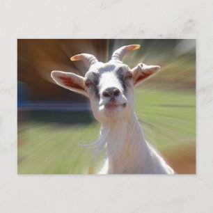 Fånig BillyGoat-foto Vykort