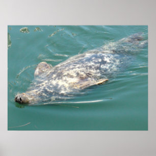 Fånig Cape Cod Seal Flytande på rygg Poster