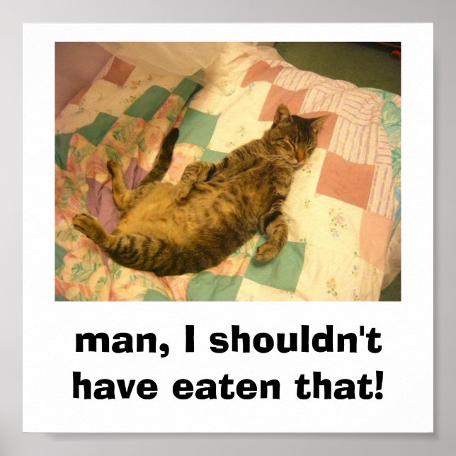 fånig cat bild poster (Framsidan)